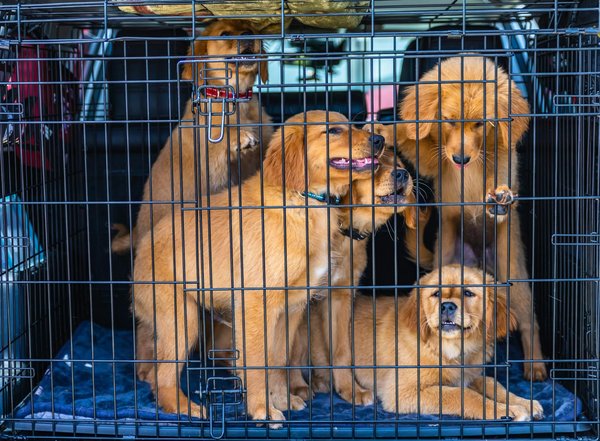 Ecco come trasformare l'habitat del tuo criceto per accendere la sua curiosità