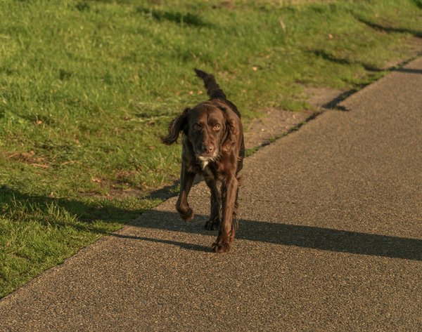 Piccole Meraviglie a Quattro Zampe nel Nostro Mondo